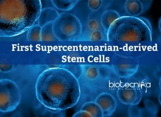 For The First Time – Stem Cells Derived From Supercentenarian Cells Stem Cells from Supercentenarian Cells