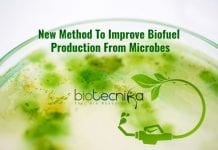 ICGEB Scientists’ New Method To Boost Biofuel Sector biofuel from bacteria