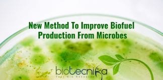 biofuel from bacteria