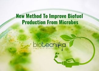 ICGEB Scientists’ New Method To Boost Biofuel Sector biofuel from bacteria