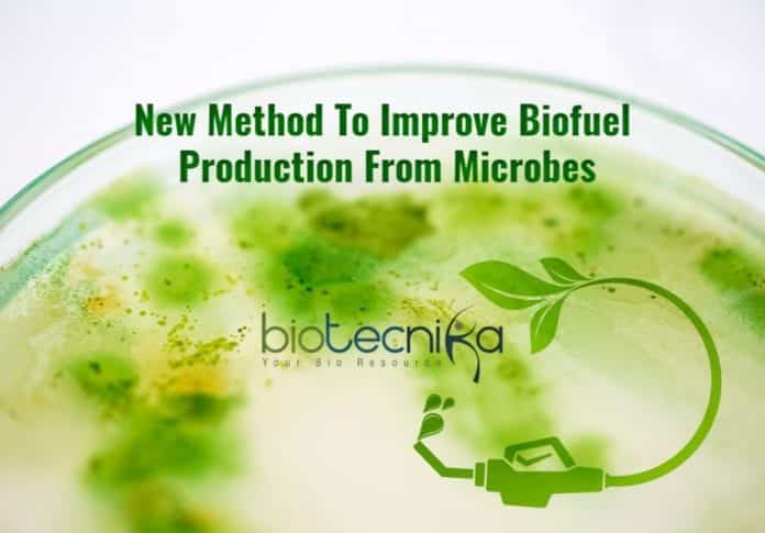 biofuel from bacteria