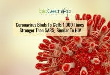 HIV-Like Mutation In Coronavirus Explains It’s Highly Infectious Nature coronavirus is similar to HIV in infection pathway