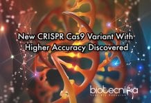 New Cas9 Variant To Increase Efficiency Of CRISPR new CRISPR cas9 with improved accuracy