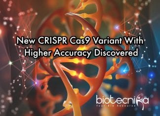 New Cas9 Variant To Increase Efficiency Of CRISPR new CRISPR cas9 with improved accuracy