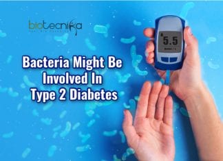 Role Of Bacteria In The Development Of Type 2 Diabetes Studied bacteria may cause diabetes 2