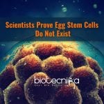 Egg Stem Cells Do Not Exist – New Findings egg stem cells do not exist