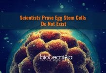 Egg Stem Cells Do Not Exist – New Findings egg stem cells do not exist