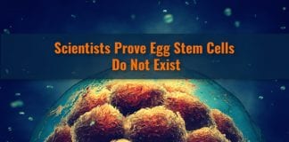 egg stem cells do not exist