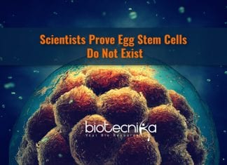 Egg Stem Cells Do Not Exist – New Findings egg stem cells do not exist