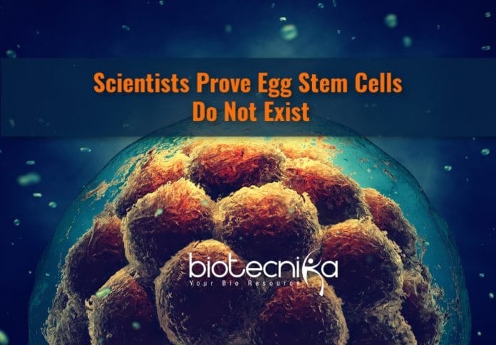 egg stem cells do not exist