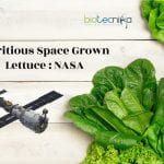 lettuce grown in space