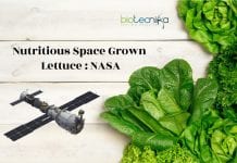 Space Station Grown Lettuce As Nutritious As One’s On Earth : NASA lettuce grown in space