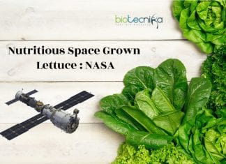 Space Station Grown Lettuce As Nutritious As One’s On Earth : NASA lettuce grown in space