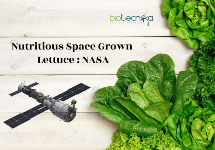 lettuce grown in space