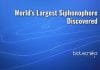 World’s Largest Siphonophore Discovered In Australia world largest siphonophore found