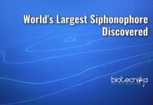 World’s Largest Siphonophore Discovered In Australia world largest siphonophore found
