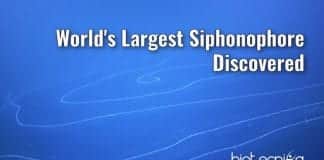 world largest siphonophore found