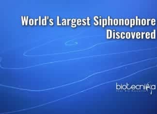 world largest siphonophore found
