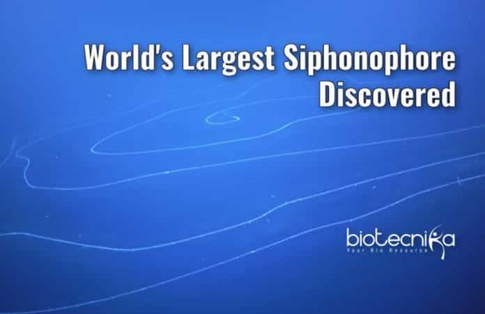world largest siphonophore found