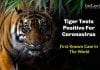 Tiger Tests Positive for Coronavirus – First Known Case In The World Tiger Tests Positive for Coronavirus