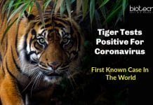 Tiger Tests Positive for Coronavirus – First Known Case In The World Tiger Tests Positive for Coronavirus