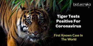 Tiger Tests Positive for Coronavirus