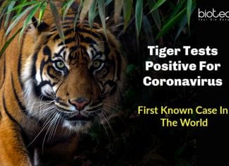 Tiger Tests Positive for Coronavirus – First Known Case In The World Tiger Tests Positive for Coronavirus
