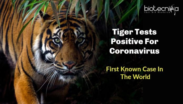Tiger Tests Positive for Coronavirus
