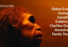 Oldest Ever Human Genetic Evidence Clarifies Our Ancestral Family Tree Human ancestral family tree