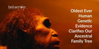 Human ancestral family tree