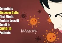 Scientists Discover Cells That Might Explain Loss Of Smell In COVID-19 Patients loss of smell in COVID-19 patients