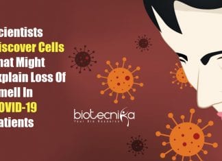Scientists Discover Cells That Might Explain Loss Of Smell In COVID-19 Patients loss of smell in COVID-19 patients