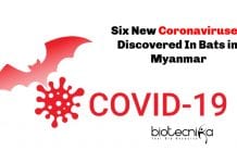 Six New Coronaviruses Discovered