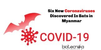 Six New Coronaviruses Discovered