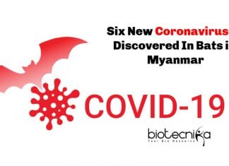 Six New Coronaviruses Discovered In Bats in Myanmar Six New Coronaviruses Discovered