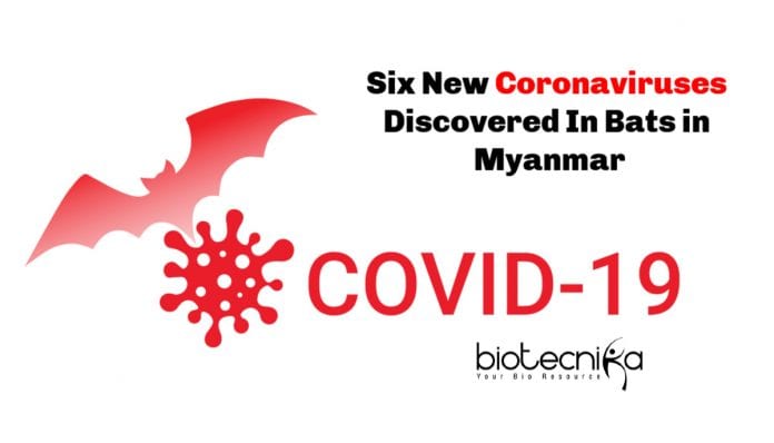 Six New Coronaviruses Discovered