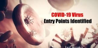 Coronavirus Entry Points Identified
