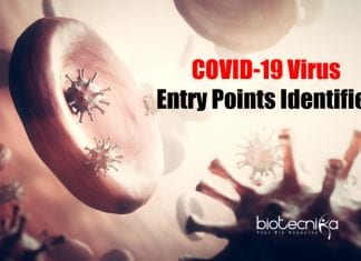 Two Specific Nose Cell Type Identified As COVID-19 Virus Entry Points Coronavirus Entry Points Identified