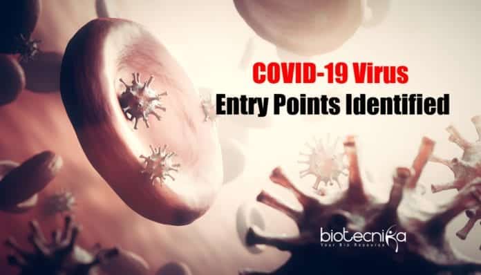 Coronavirus Entry Points Identified