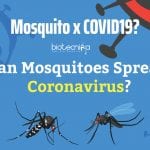 Can Mosquitoes Spread Coronavirus