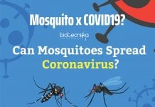 Can Mosquitoes Transmit COVID-19? Can Mosquitoes Spread Coronavirus