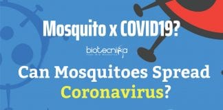 Can Mosquitoes Spread Coronavirus
