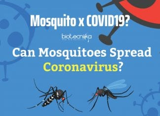 Can Mosquitoes Transmit COVID-19? Can Mosquitoes Spread Coronavirus