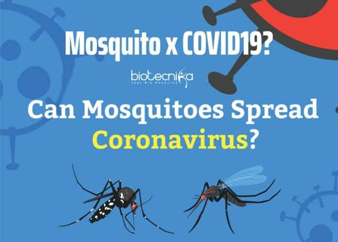 Can Mosquitoes Spread Coronavirus