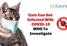 Cats Can Get Infected With COVID-19 Study Says : WHO to Investigate Cats Can Get infected By COVID-19: WHO to investigate