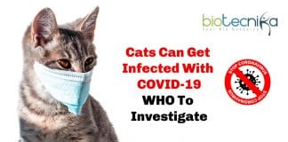 Cats Can Get infected By COVID-19: WHO to investigate