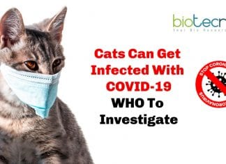 Cats Can Get Infected With COVID-19 Study Says : WHO to Investigate Cats Can Get infected By COVID-19: WHO to investigate