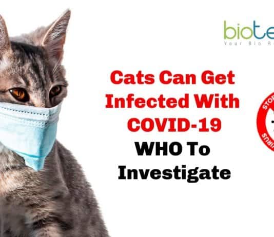 Cats Can Get infected By COVID-19: WHO to investigate