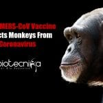 COVID-19 Vaccine: Chimp MERS-CoV Vaccine Protects Monkeys From Coronavirus Chimpanzee MERS-CoV Vaccine