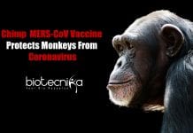 COVID-19 Vaccine: Chimp MERS-CoV Vaccine Protects Monkeys From Coronavirus Chimpanzee MERS-CoV Vaccine